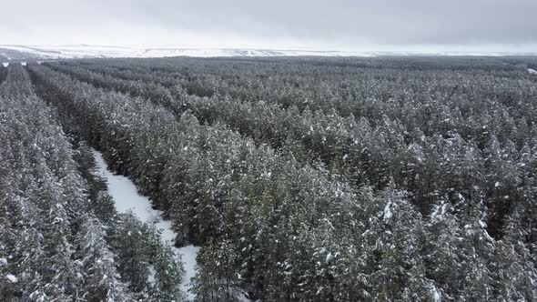 Snowcovered Coniferous Forest From a Bird'seye View alt