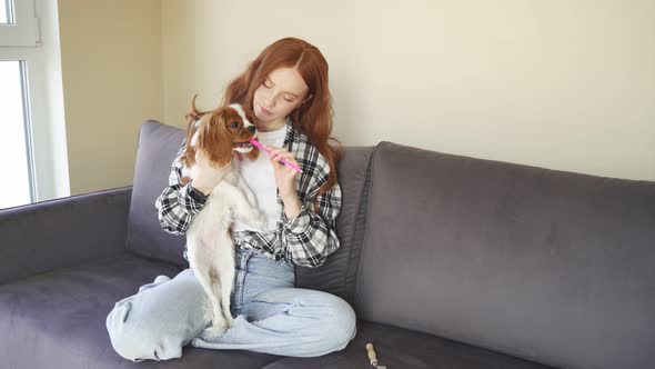 Young Woman Brushes the Teeth of Her Pet a Dog They are Sitting at Home on the Couch