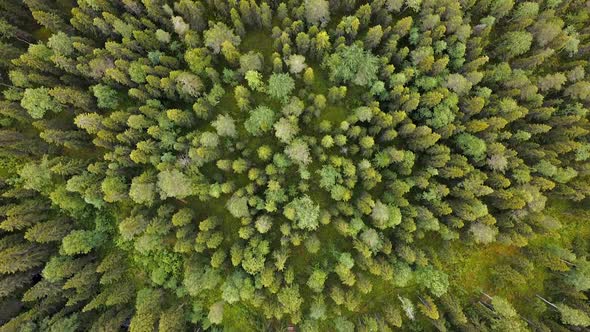 Flight Over the Forest, Log Hut, Aerial Top Down View on Forest in the Summer, Drone Shot Flying