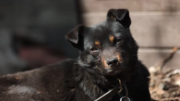 Black Mongrel Dog Chained to a Chain in Living Conditions Near Her Booth and Food Bowls Looking in