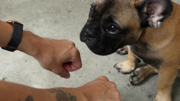 Big puppy eyes on French Bulldog doing dog tricks with owner