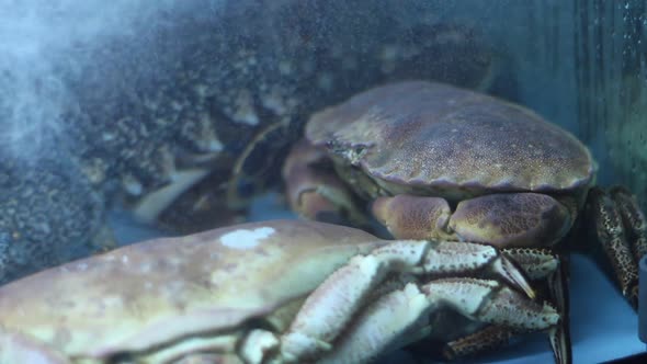 Large Crabs In Aquarium alt