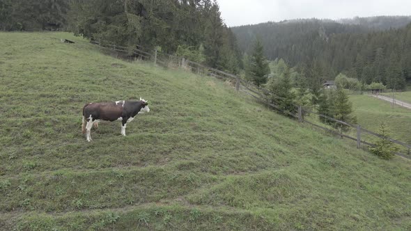 A Cow in the Mountains alt