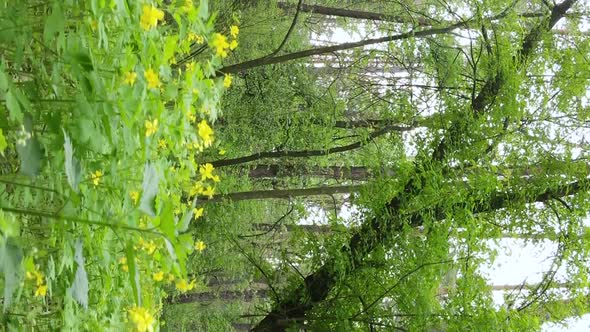 Vertical Video of a Forest with Pine Trees alt