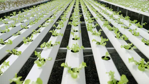 Organic vegetable plants grown hydroponically in the greenhouse. Organic food, background alt