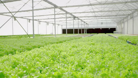 Organic vegetable plants grown hydroponically in the greenhouse. Organic food, background