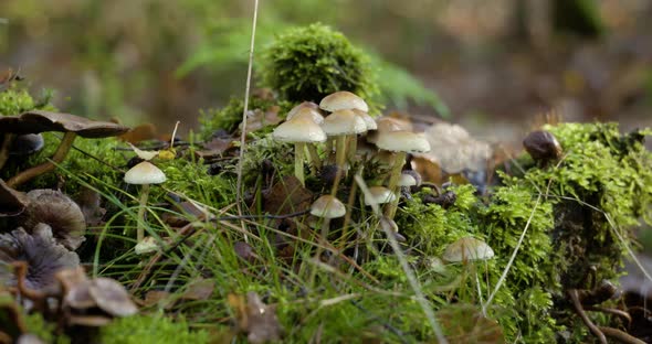 An impression of nature color scene in autumn, falling leaves on the streets. A typical autumn sight alt