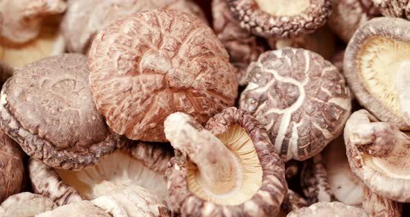 Dry mushroom in rotation alt