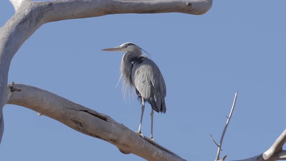 Great Blue Heron Perched High in a Tree Open Mouth