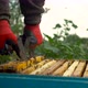 The Beekeeper Uses Tongs to Take Out a Frame with Honeycombs From the Hive - VideoHive Item for Sale