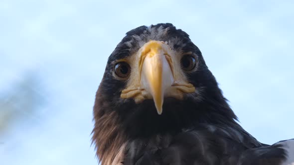 Close Up Portrait Shot of Bald Eagle Hunter Bird