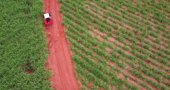 Tractor on dirt road entering sugarcane plantation for spraying against plagues and pests. Aerial vi alt
