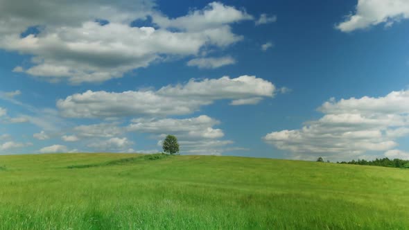 Shot of Lonely Tree on Green Field Against Blue Sky