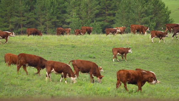 Cow and Bull in the Mountains alt