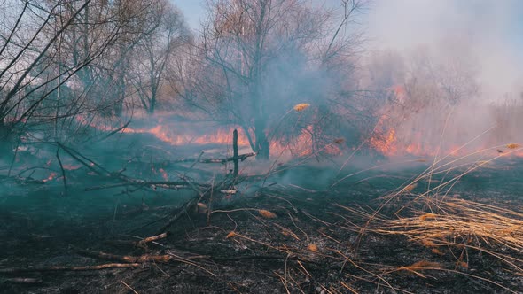 Fire in the Forest. Burning Dry Grass, Trees and Reeds. Wildfire. Slow Motion. alt