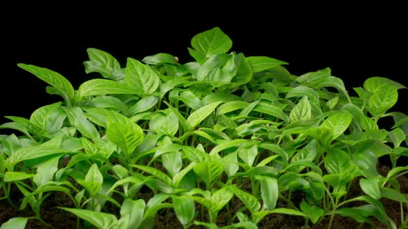 Time Lapse of Growth Sweet Bell Peppers Plants alt
