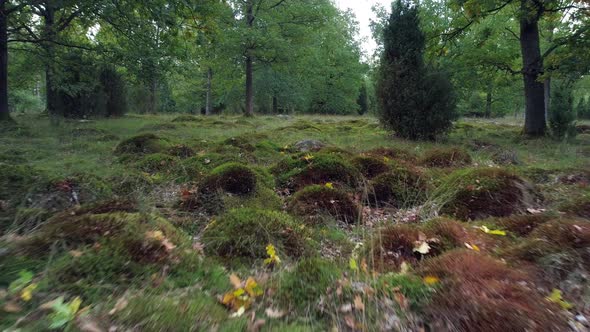 Drone Shot Flying Over Mossy Rocks and Fallen Leaves