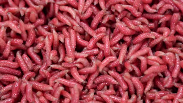 Maggot Worms of Red Color Crawl and Move
