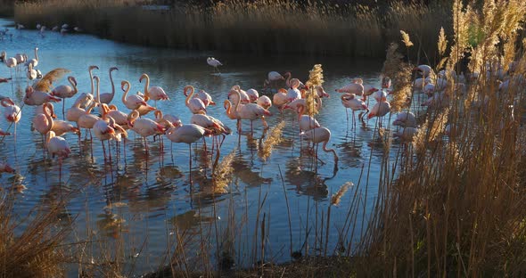 Greater Flamingos, Phoenicopterus roseus,Pont De Gau,Camargue, France alt