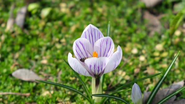 Bee pollinating purple crocus