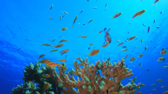 Reef Coral Tropical Garden Blue Orange alt