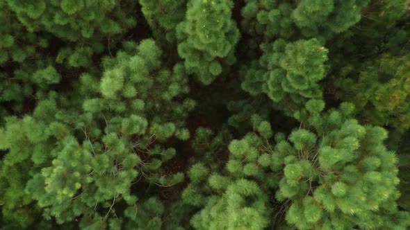 Top view of pine trees alt