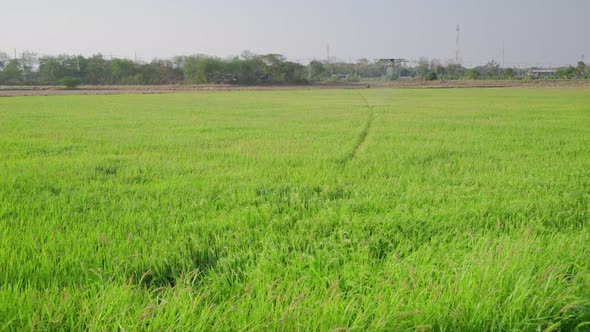 Agricultural drones are spraying drugs in rice fields