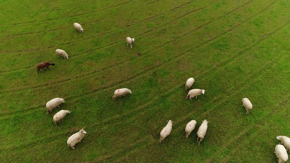 Sheeps Aerial View alt