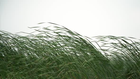 Swaying on Wind Green Grass on Grey Sky Background in Overcast Weather