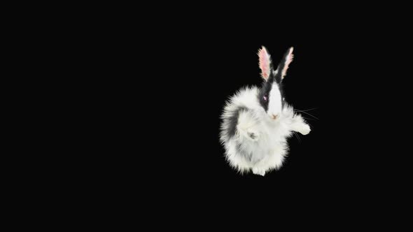 Rabbit Dancing HD alt