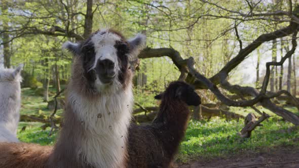 Happy Llama is curious. Shot on RED 120FPS UHD 4K, uploaded in 16-bit ProRes 444. alt