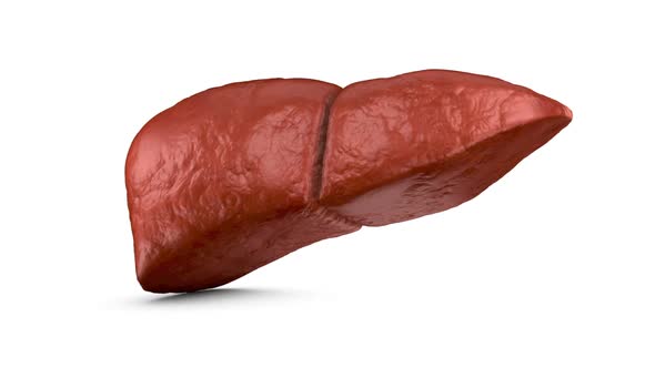 The Human Liver