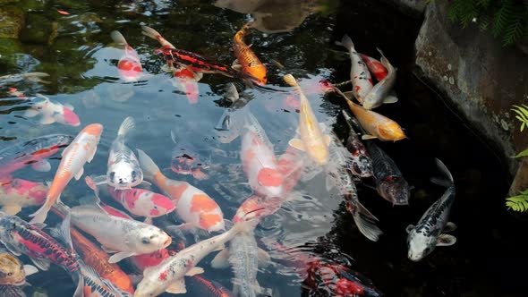 Fishes Koi Swimming in a Small Lake in the Park alt