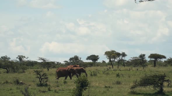 Landscape view of elephants walking and eating in the Kenyan bush, Africa, on a sunny day alt