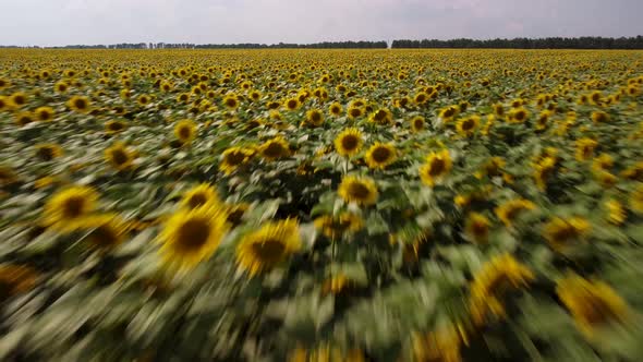 Fast and dangerous flight over the field of blooming sunflowers