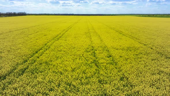 Slow Moving Drone Flies Low Over Rapeseed Yellow Canola Plants alt