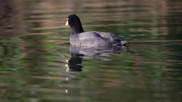 White-winged coot swimming on lake while searching for food, then diving into water alt