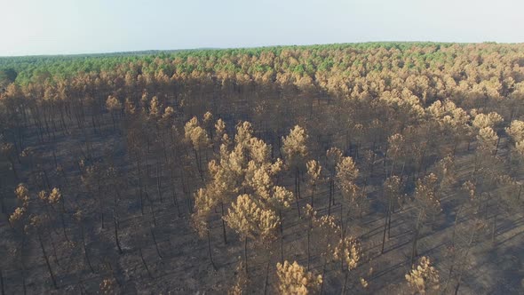 Burnt Pine Tree Forest