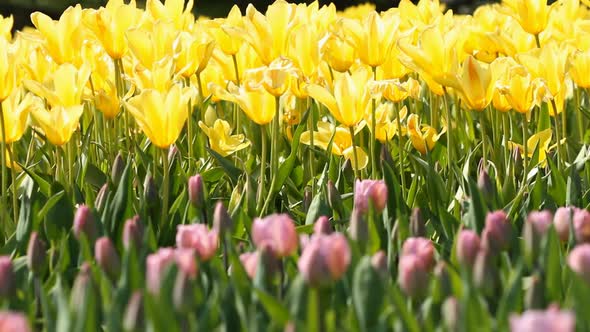 Blooming Yellow Tulips
