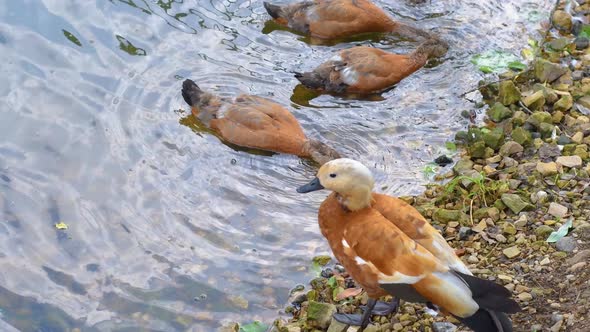 Ruddy shelduck are swimming in the pond. Orange ducks near the shore
