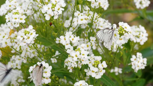 Butterflies on Flowers Summer