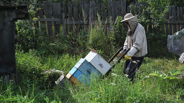 Beekeeper Moving Hand Trolley with Bee Hives From Apiary To Extraction Cellar