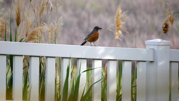 An adult American Robin perched on a fence bangs a mouth full of live worms on the fence to keep the alt
