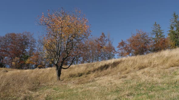 Single tree on a field alt