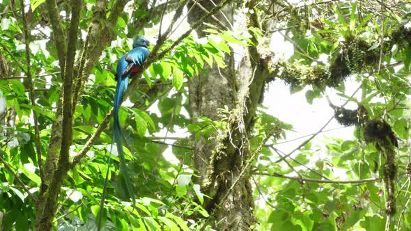 Colorful Male Quetzal in his Natural Habitat in the Forest