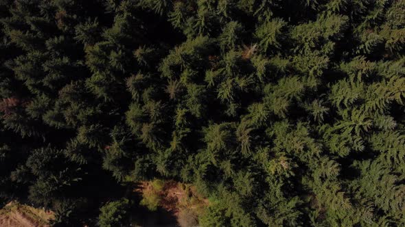 Drone rising shot of a forest in the peak district bamford edge near lady bower reservoir on a sunny alt