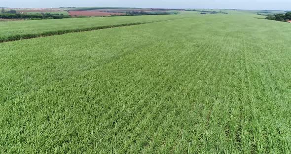 Inland sugar cane cultivation in São Paulo, Brazil. Aerials with drone in 4k.