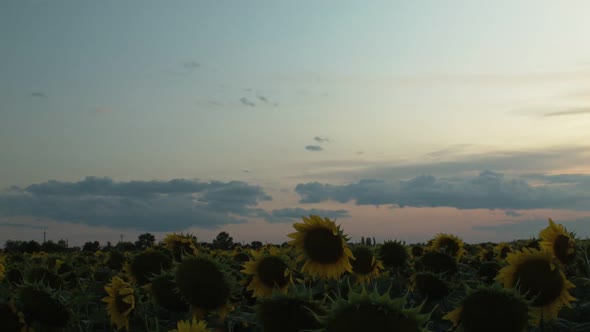 Clouds Float in The Evening Sky Over a Field of Sunflowers