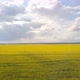 Aerial Survey Of A Large Field Of Rapeseed From A High Altitude, 4K - VideoHive Item for Sale