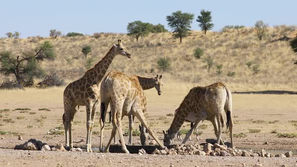 Giraffes At A Waterhole - Kalahari Desert alt